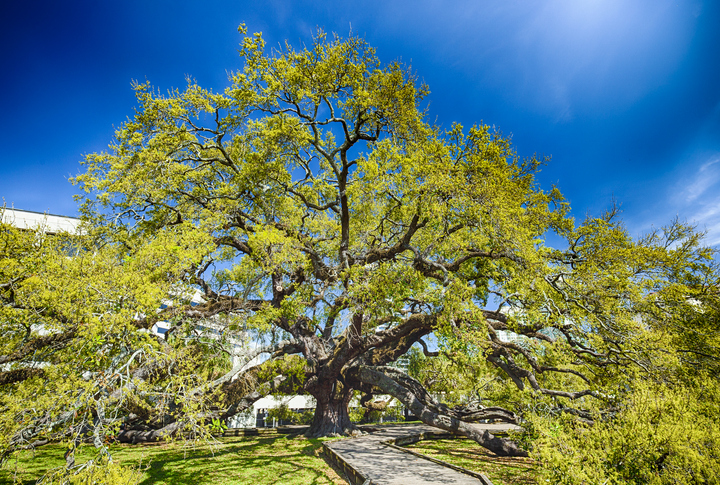 Treaty Oak In Jacksonville, Florida, USA